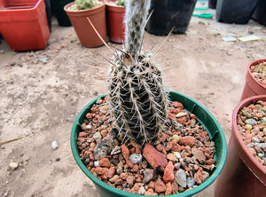 Echinopsis mirabilis