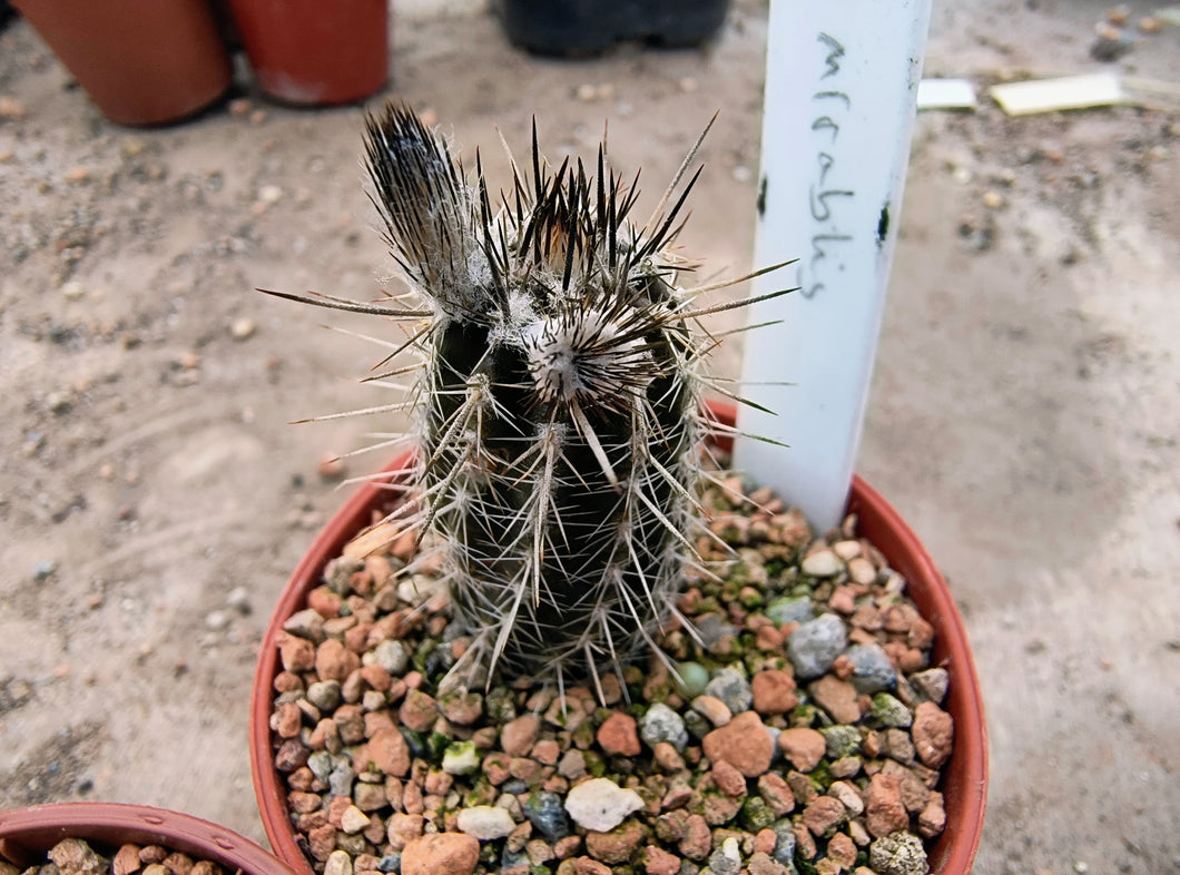 Echinopsis mirabilis