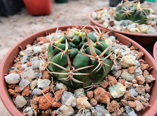 Sulcorebutia purpurea VZ150