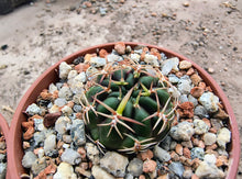Sulcorebutia purpurea VZ150