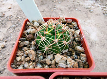 Lobivia pojoensis v. megalocephala R272