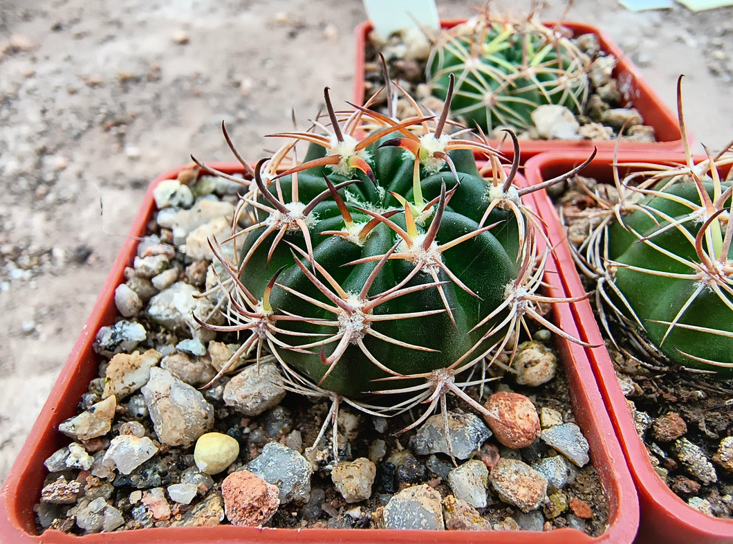 Lobivia pojoensis v. megalocephala R272