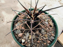 Gymnocalycium spegazzinii AVF