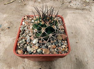 Acanthocalycium brevispinum P45