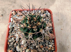 Acanthocalycium brevispinum P45