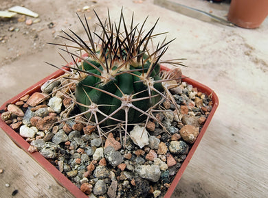 Acanthocalycium brevispinum P45