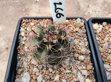 Lobivia haematantha v. pencapoma DJF266