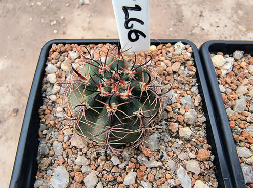 Lobivia haematantha v. pencapoma DJF266