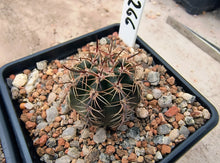 Lobivia haematantha v. pencapoma DJF266