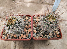 Lobivia aurea DJF389