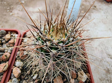 Lobivia aurea DJF389