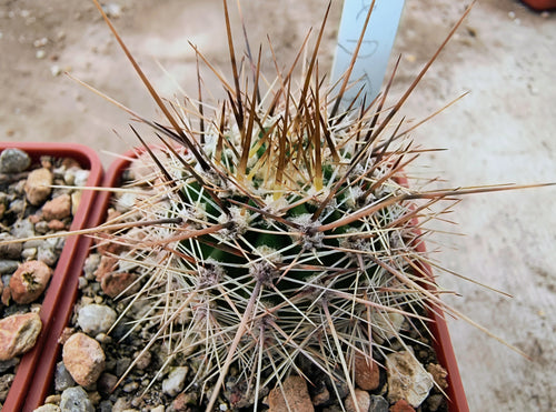 Lobivia aurea DJF389