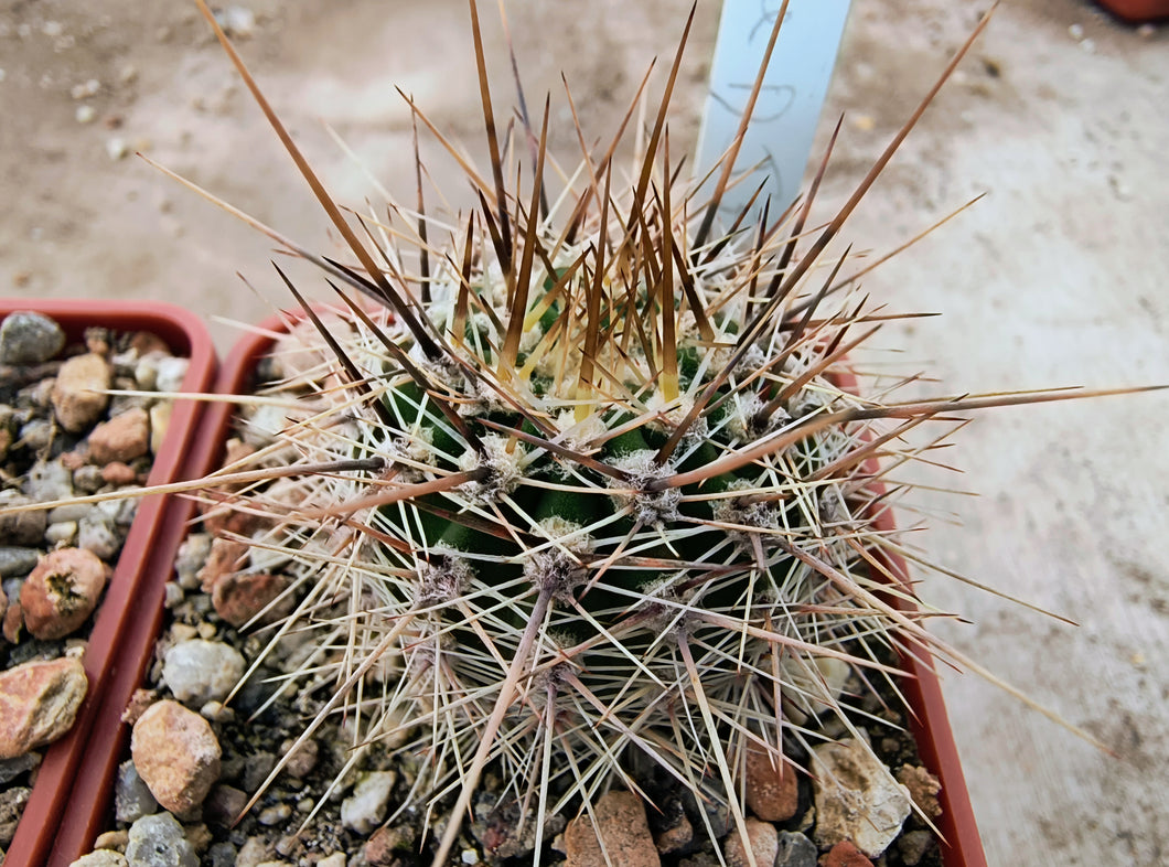 Lobivia aurea DJF389