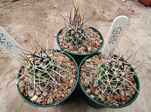 Echinocereus fendleri v.rectispinus SB456