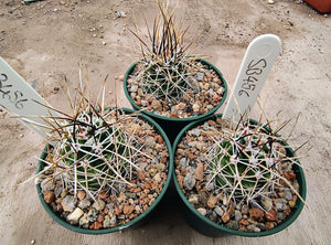 Echinocereus fendleri v.rectispinus SB456