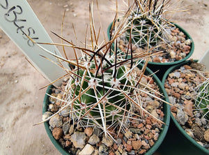 Echinocereus fendleri v.rectispinus SB456