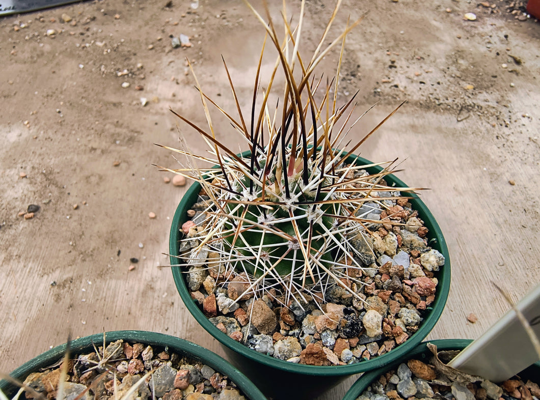 Echinocereus fendleri v.rectispinus SB456