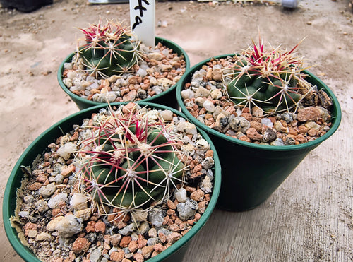 Thelocactus bicolor L794a