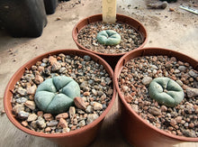 Lophophora williamsii VZD 040