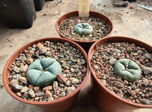 Lophophora williamsii VZD 040