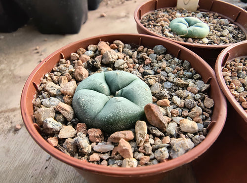 Lophophora williamsii VZD 040