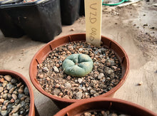 Lophophora williamsii VZD 040