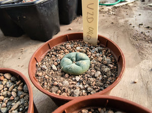 Lophophora williamsii VZD 040