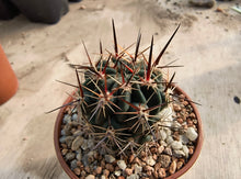 Lobivia marsoneri L470