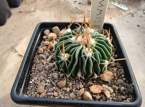 Stenocactus sp. MM158