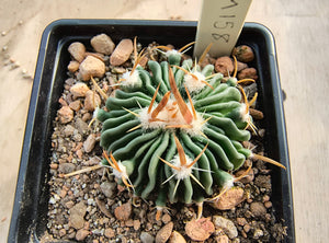 Stenocactus sp. MM158