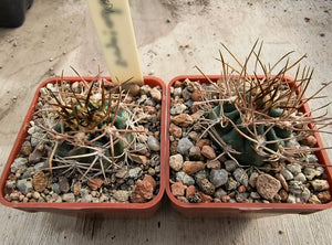 Acanthocalycium thionanthum v.copiapoides P54