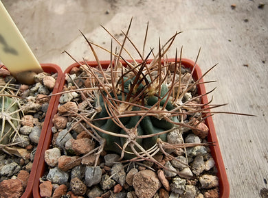 Acanthocalycium thionanthum v.copiapoides P54