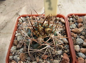 Acanthocalycium thionanthum v.copiapoides P54