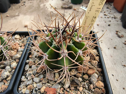 Echinopsis leucantha VoS2458