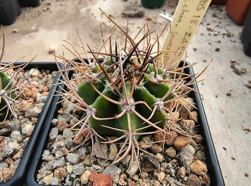 Echinopsis leucantha VoS2458