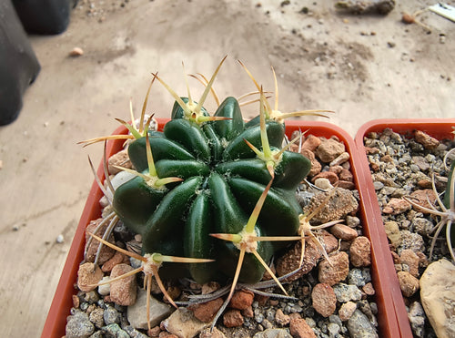 Echinopsis obrepanda v. purpurea R461