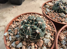 Gymnocalycium erinaceum var. paucisquamosum VoS734