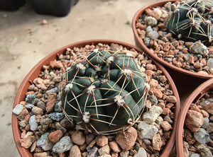Gymnocalycium erinaceum var. paucisquamosum VoS734