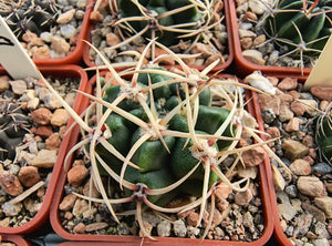 Gymnocalycium monvillei var. coloratum VoS639