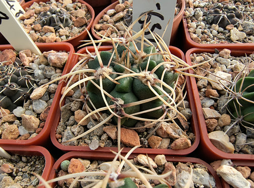 Gymnocalycium monvillei var. coloratum VoS639