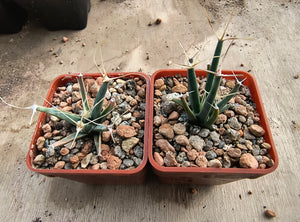 Leuchtenbergia principis