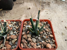 Leuchtenbergia principis