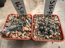 Gymnocalycium parvulum subsp. agnesiae VoS 716