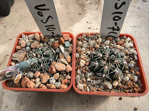 Gymnocalycium parvulum subsp. agnesiae VoS 716