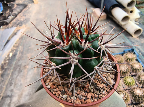 Gymnocalycium horridispinum VoS882