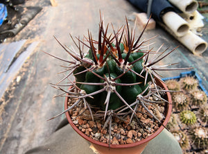 Gymnocalycium horridispinum VoS882
