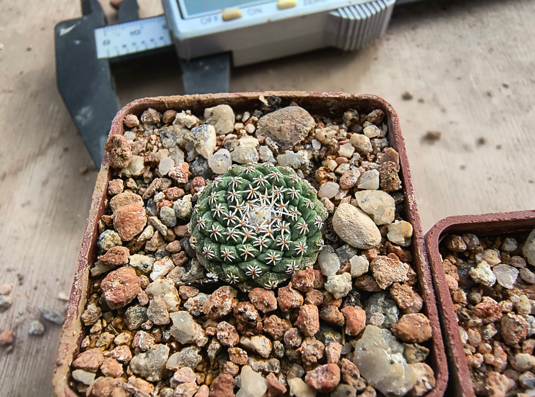 Strombocactus disciformis v.jarmilae