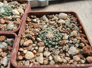 Strombocactus disciformis v.jarmilae