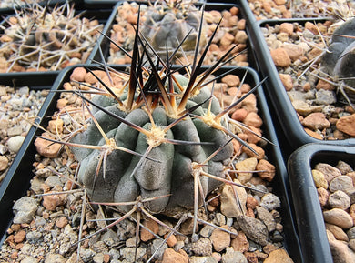 Acanthocalycium erythranthum