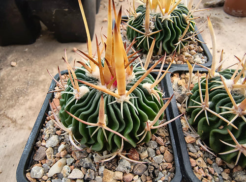 Stenocactus heteracanthus